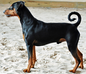 Pinscher